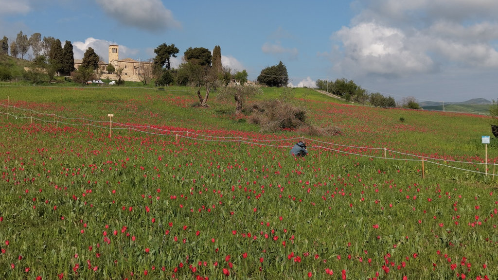 ParcoMadonieTulipani